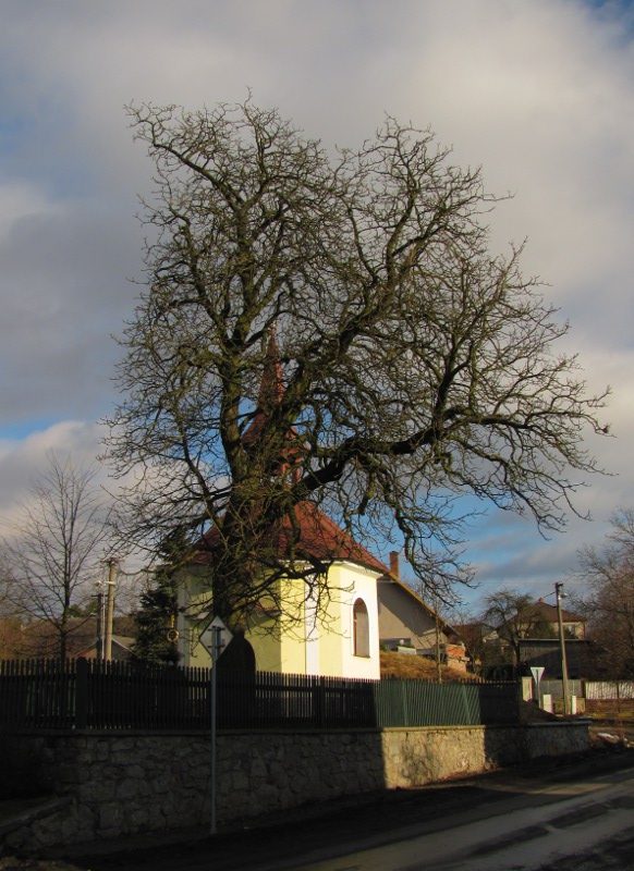 Olešná